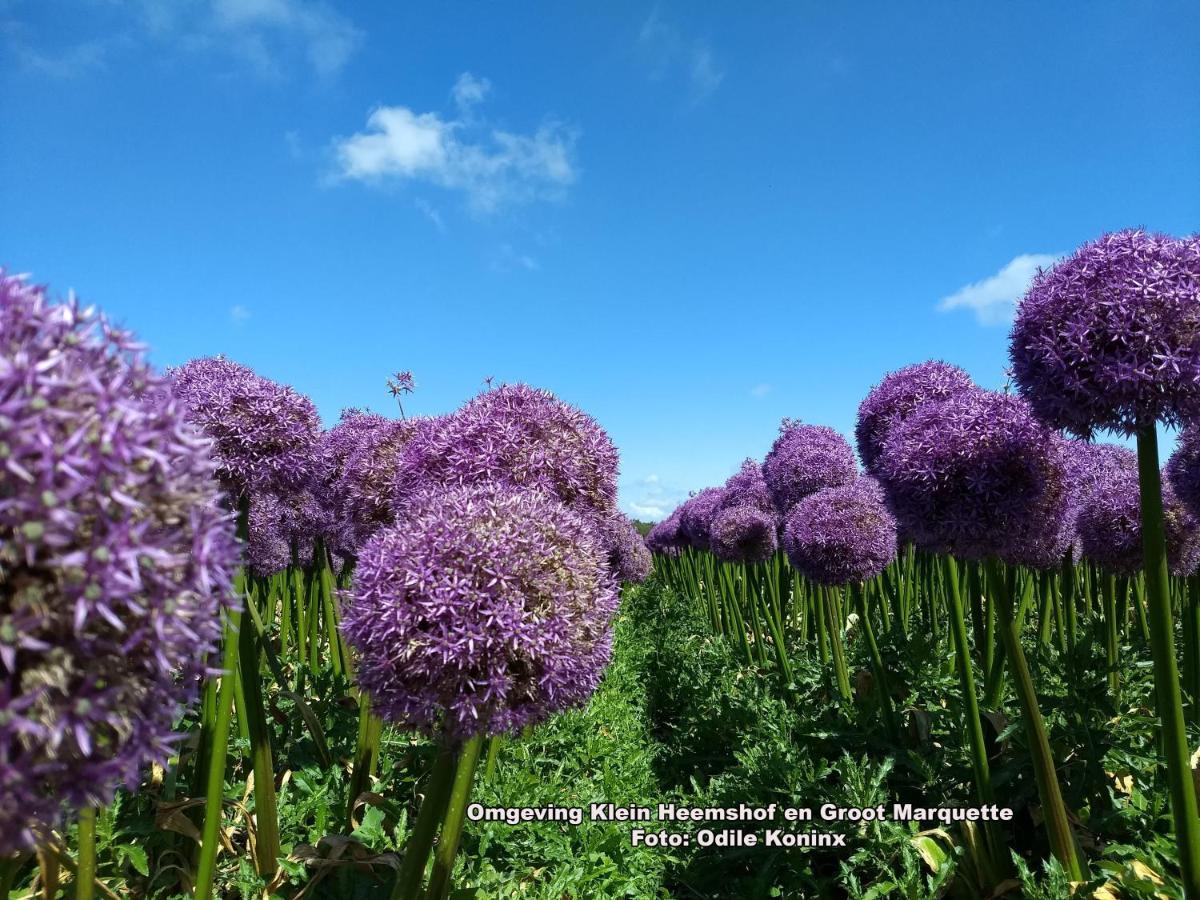 Klein Heemshof - Noord Holland Aan Uw Voeten Βίλα Warmenhuizen Εξωτερικό φωτογραφία